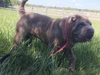Shar pei liliowy pies