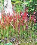 IMPERATA CYLINDRYCZA TRAWA Red Baron - sadzonki w doniczkach