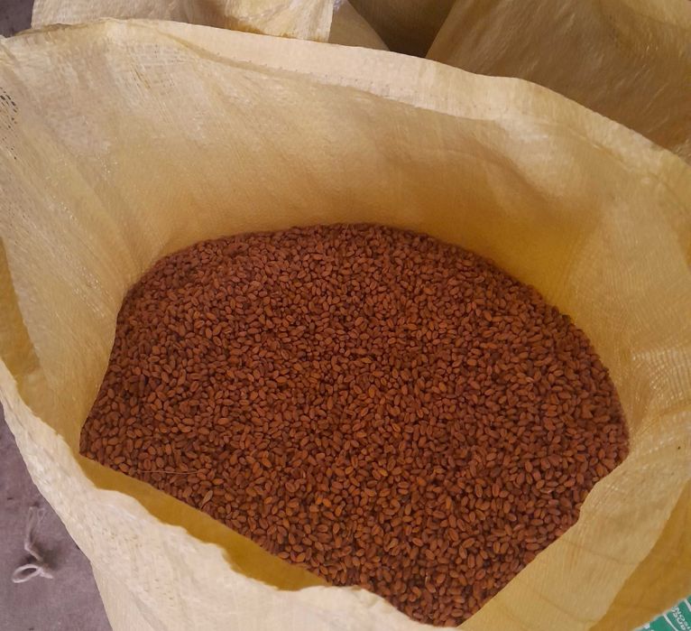 Pszenica ozima włochatka PG102