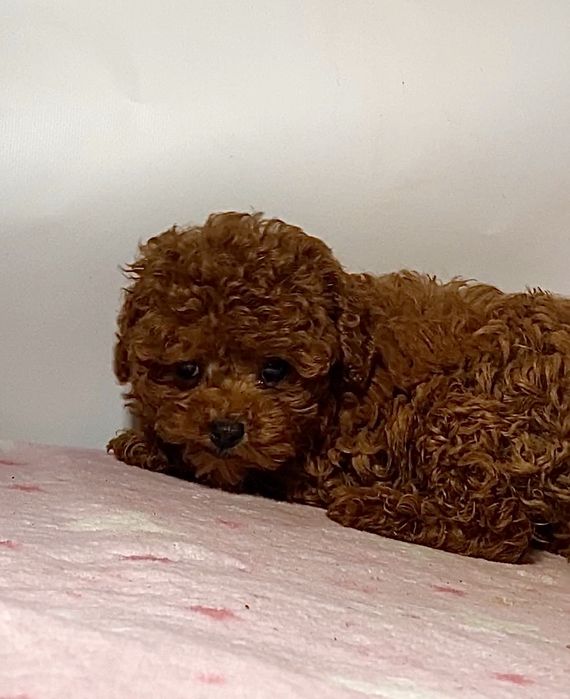 Неймовірні красунчики міні мальтипу / той пудель