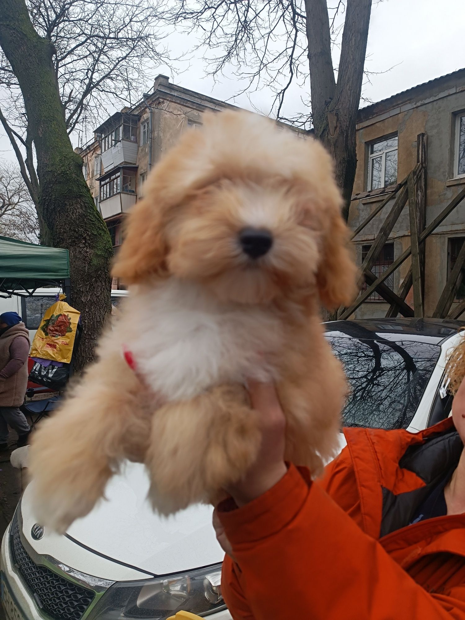 Мальчик мальтипу Одесса срочно