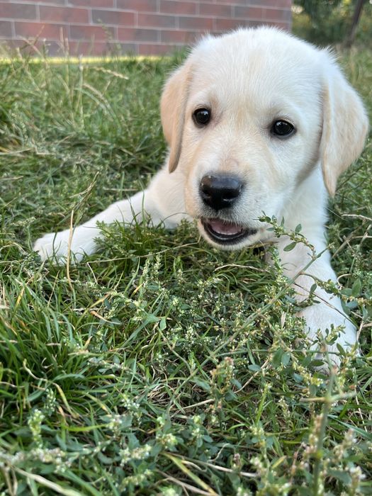 Продаж лабрадорів