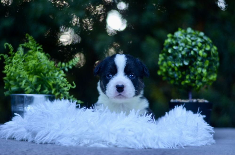Welsh corgi cardigan FCI