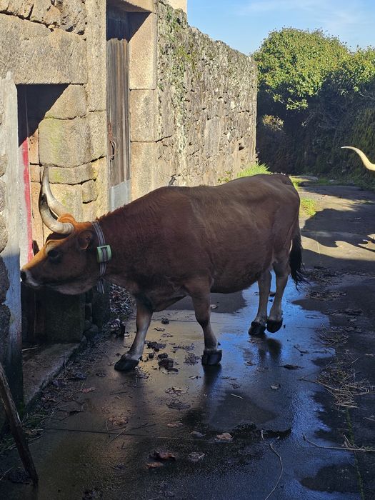 Vacas cachenas registadas