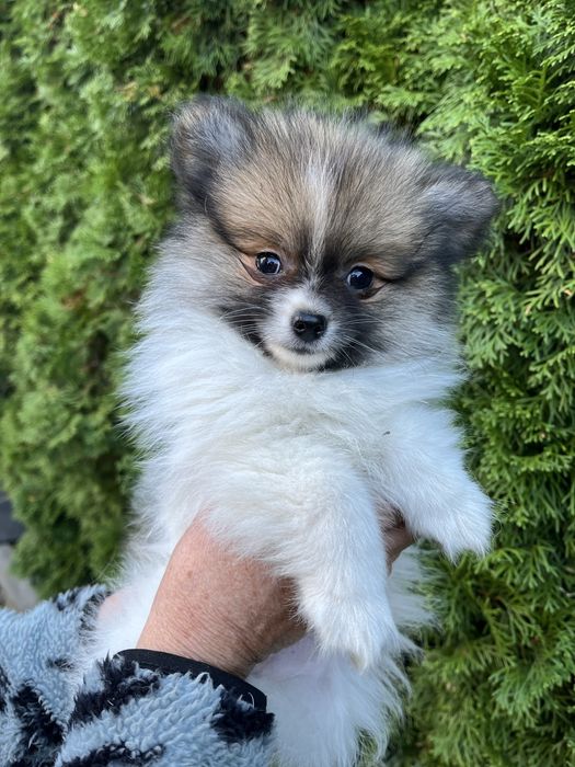 Szpic Pomeranian - Biuti