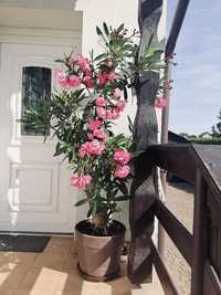 Oleander różowy od 30 cm do 150 cm