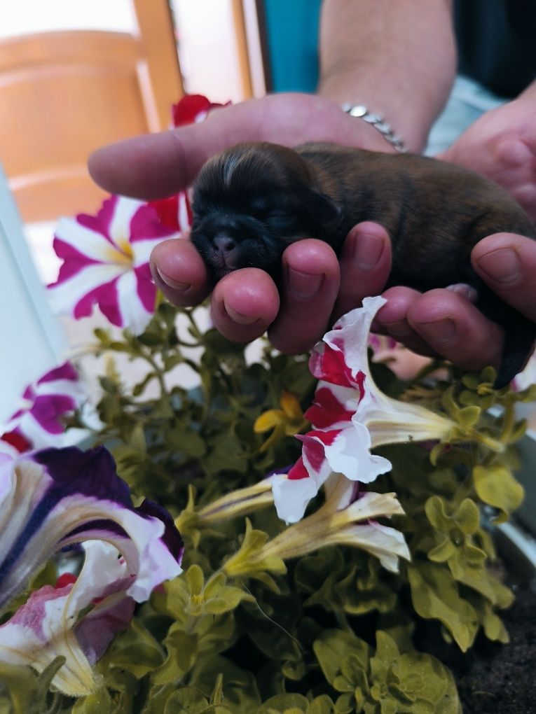 Piesek shih tzu rodowód 4 pokoleniowy chip umowa odbiór po wakacjach