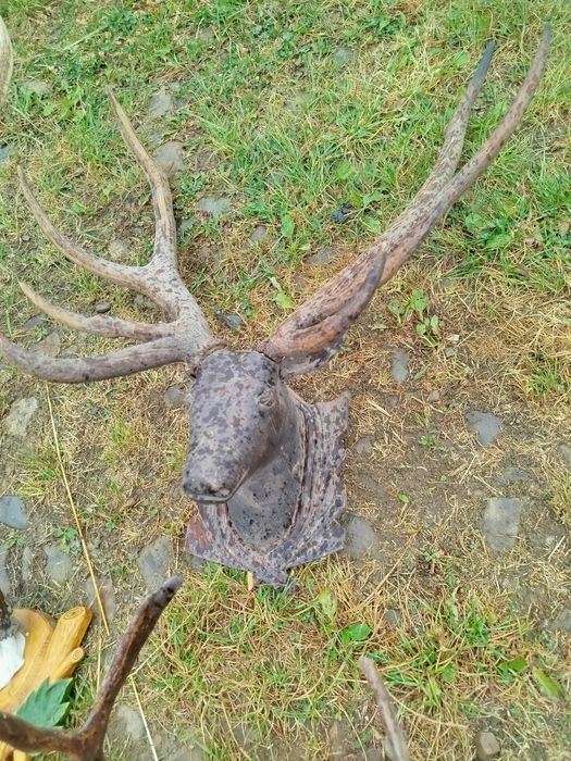 Продам рога на підставках