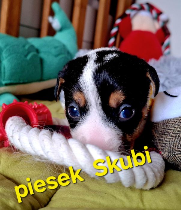 Piesek Jack Russell odbiór  9 listopada 2025r RODZICE W HODOWLI