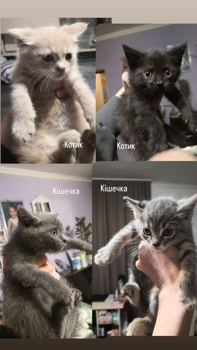 Безкоштовно віддам кошенят у люблячу сім'ю