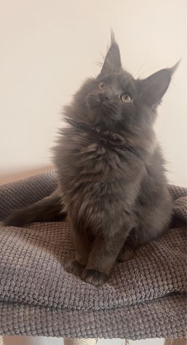 Голубий Мейн-кун