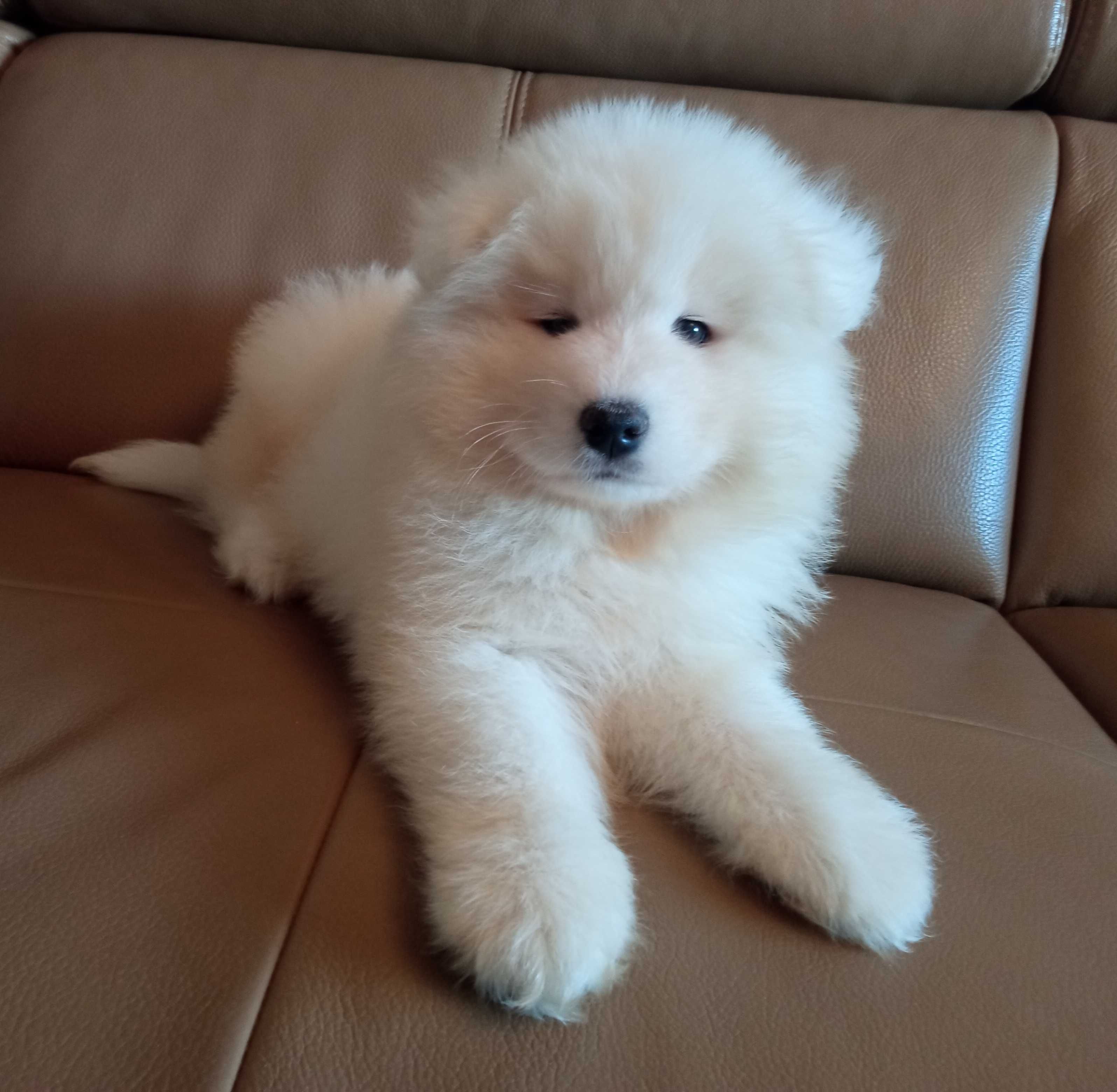 Samoyed - piękny piesek - ZKwP - FCI