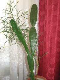 Опунция - вкусный кактус