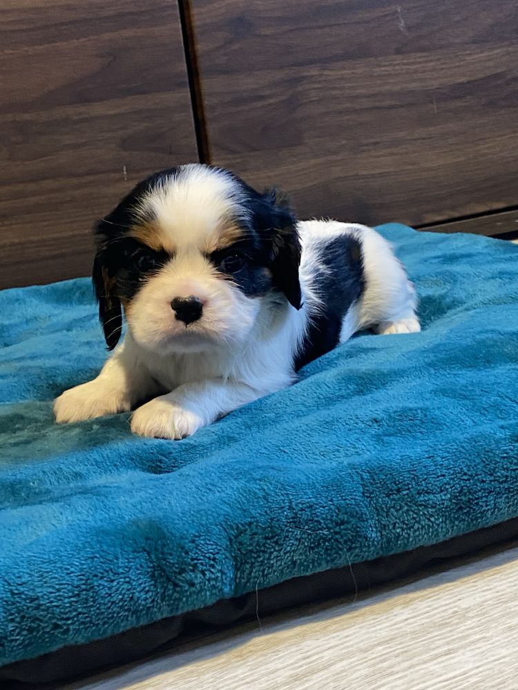 Cavalier King Charles Spaniel ZKwP FCI