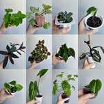 Koleus, filodendron, monstera, epipremnum i inne rośliny