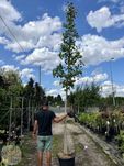 Ginkgo biloba, Miłorząb dwuklapowy, obwód 6-8, 12-14cm, 200-400cm