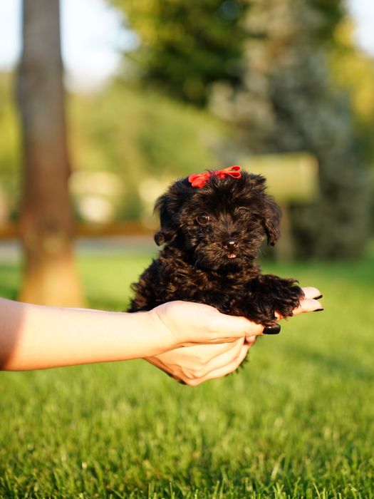 Мальтипу самая веселая порода
