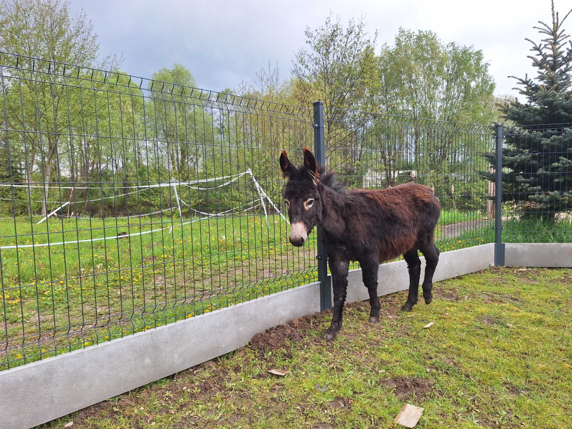 Roczny Osiołek/ogierek na sprzedaż lub zamiane