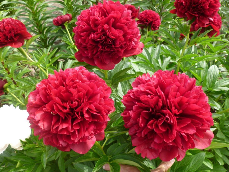 Пион Red Grace


+4
Пион Red Grace


+4
Пион Red Grace