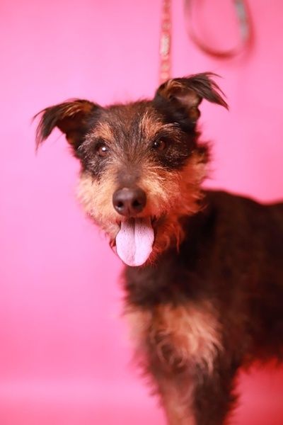 daj mi dom! Jestem prawie jak rasowy terier