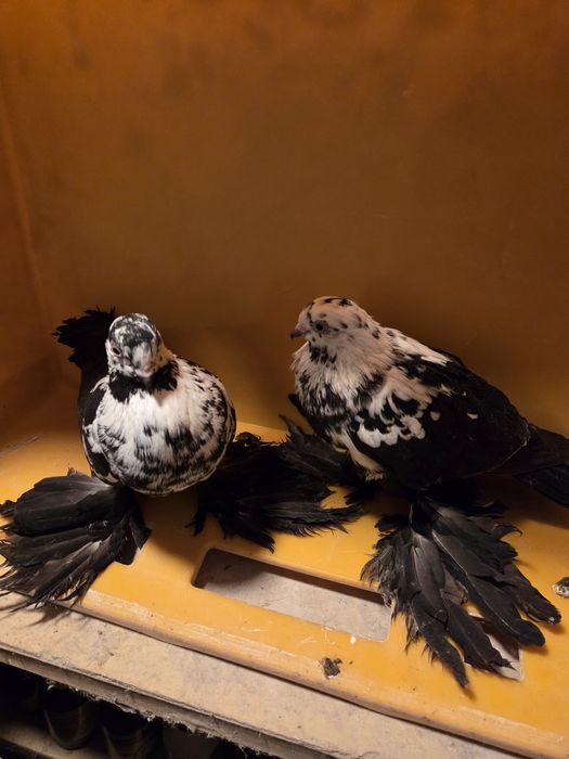 Widyn widyny gołębie ozdobne