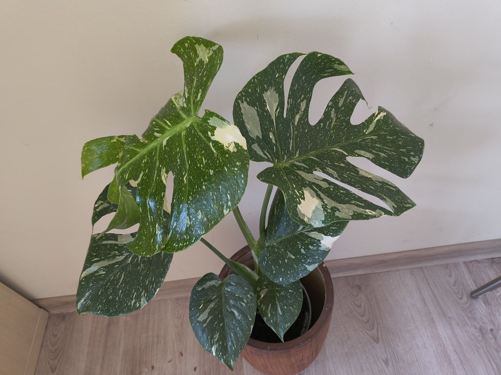 Monstera Variegata 50 cm