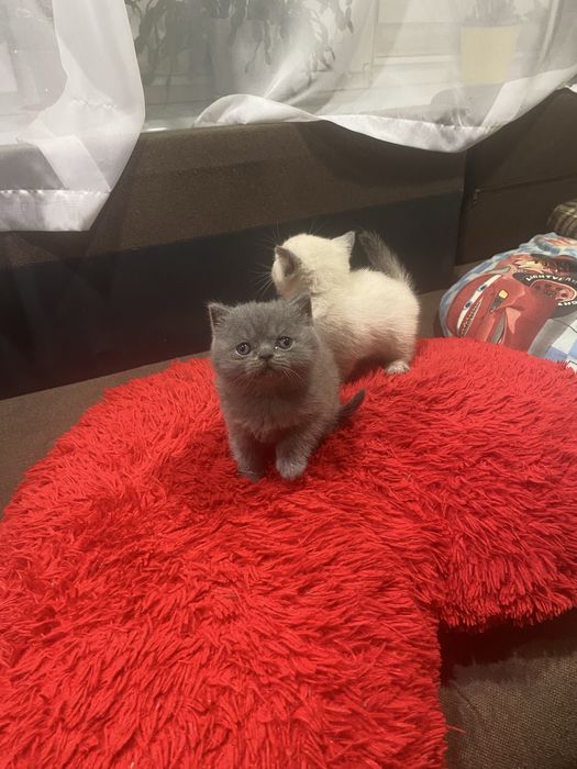 Продам чистокровних шотландських плюшевих кошенят
