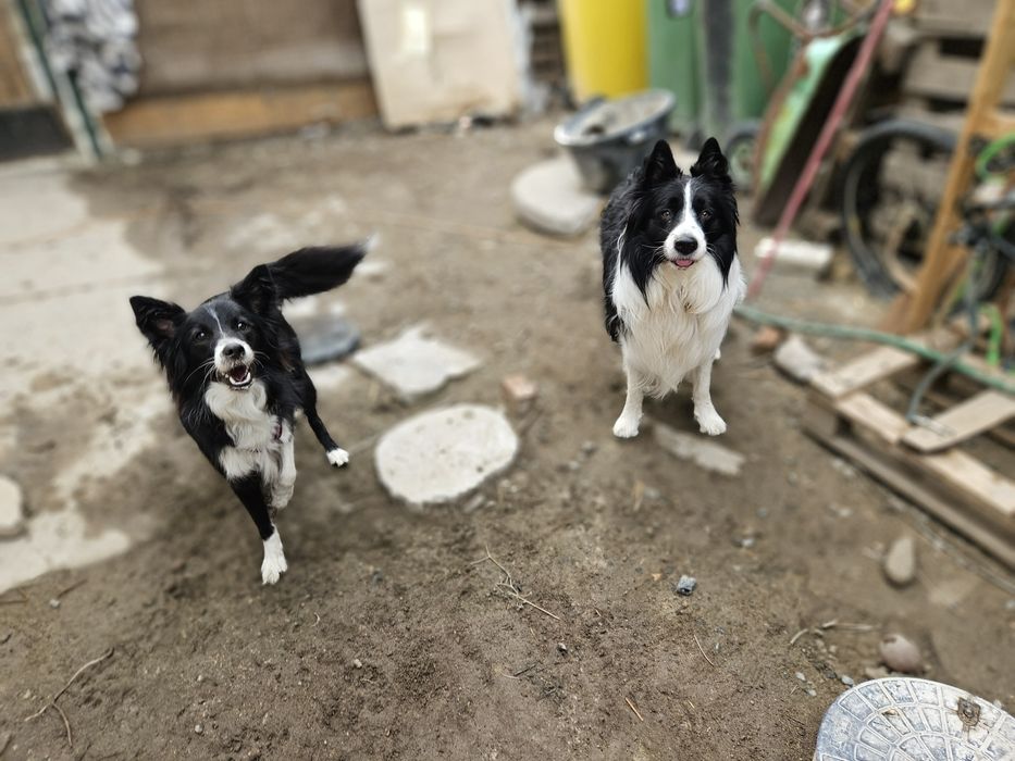 Hotel dla psów, opieka nad psem