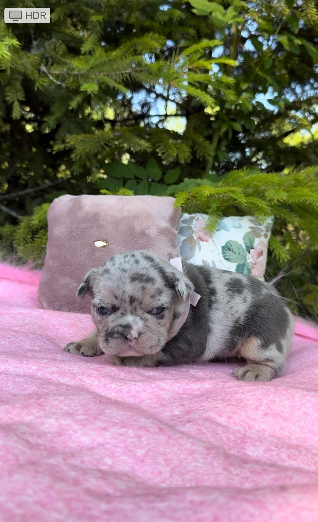 Buldog Francuski dziewczynka Blue merle tan