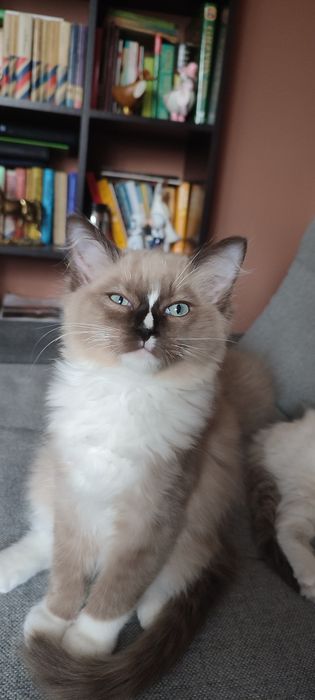 Ragdoll Cherubin Mink kotek rodowód  TICA