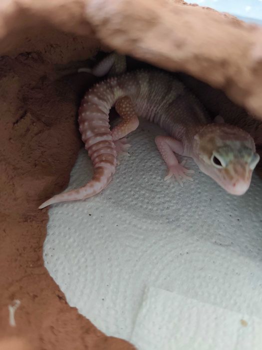 Sprzedam młodą samiczkę gekona lamparciego