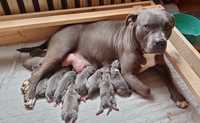 American staffordshire terrier