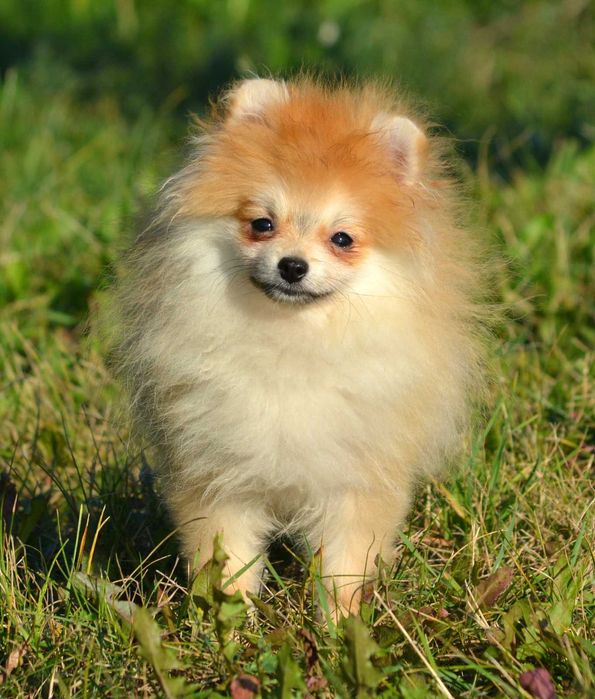 Szpic Miniaturowy Pomeranian śliczny piesek Wolt ZKwP FCI rodowód