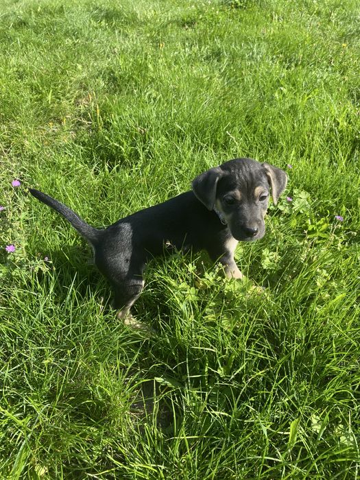 Szczeniak- suczka do adopcji