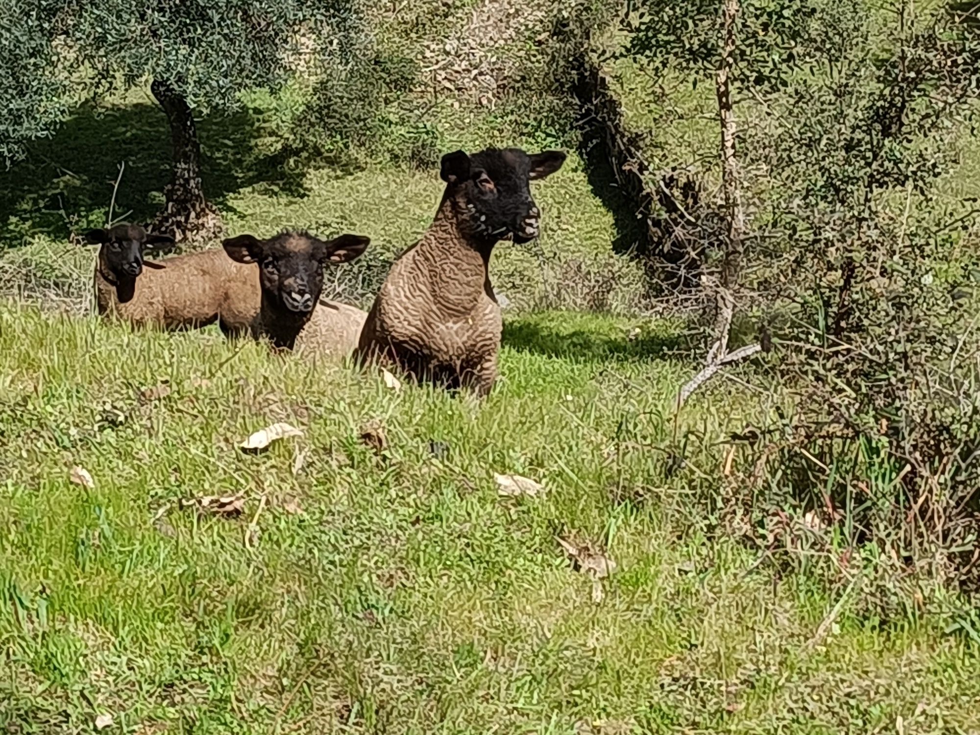 Borregos sulffok
