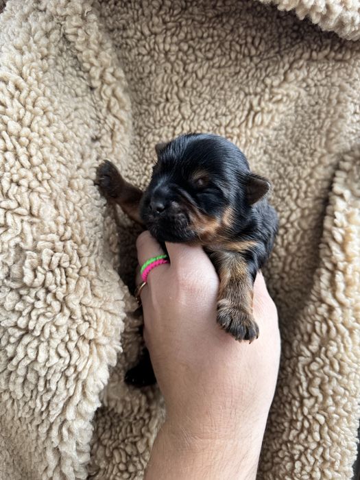 Йорчик хлопчик красень