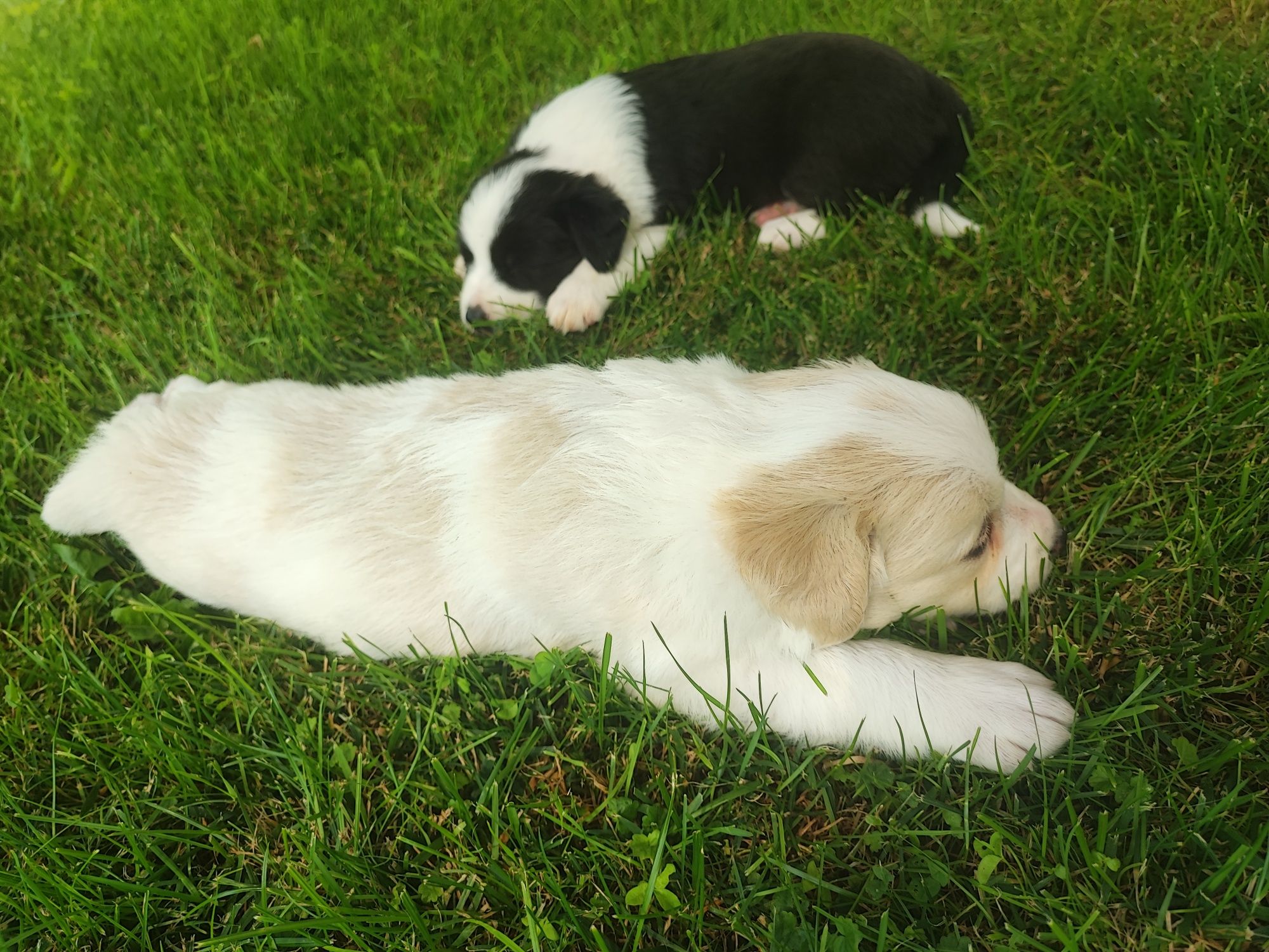 Border Collie Red & White suczka – czarny nosek, PFH,