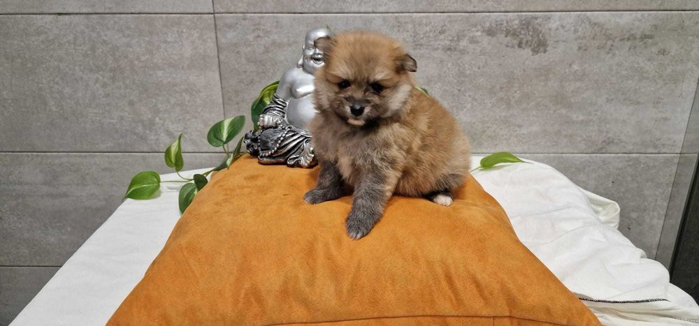 Spitz Alemão anão/Lulu da Pomerânia miniatura Fêmea