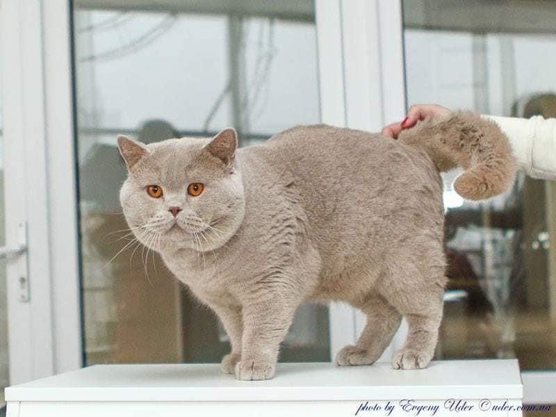 Британське чистокровне кошеня