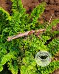 Modliszka Phyllocrania paradoxa - Modliszka liściogłowa L2/L4+gratisy
