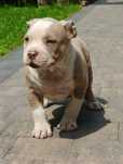 American bully tricolor ABKC pies gotowy