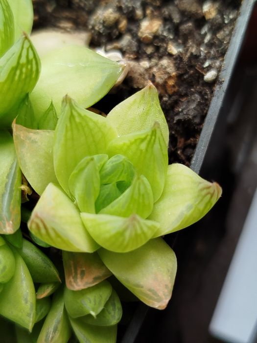 Суккулент по 15 гривень