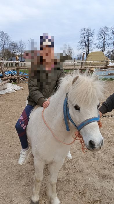 Kucyk klacz zajeżdżona