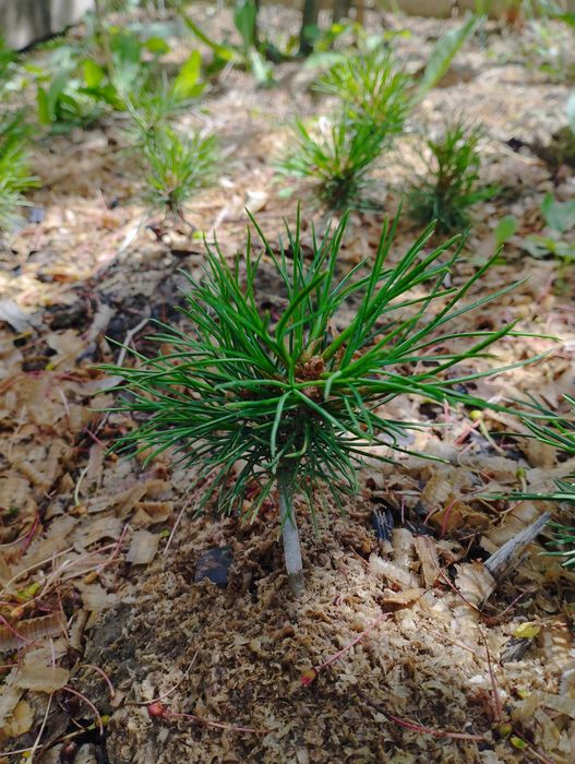 Саженцы персика этого года. Чёрная смородина. Хвойные...