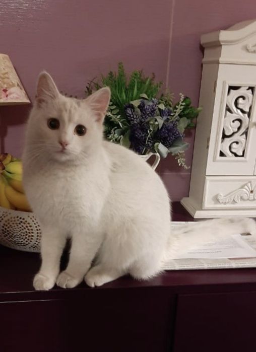 Zaginęła biała kotka!!! Ozorków