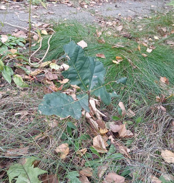 Sadzonki modrzewia, brzozy, lipy, pigwowca i innych roślin