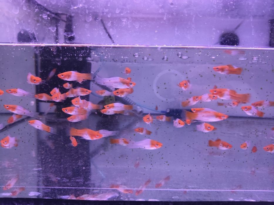 Peixe Espada    kohaku