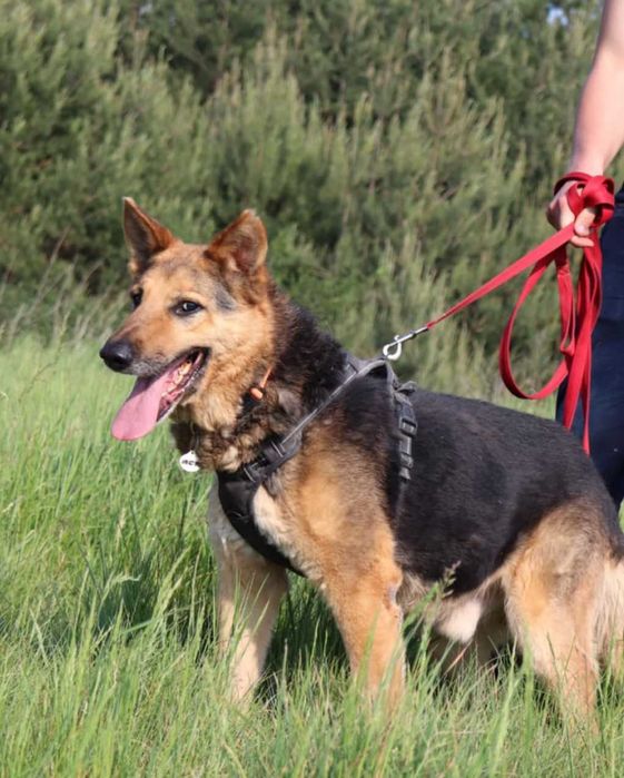 Szarik Owczarek Niemiecki szuka domu