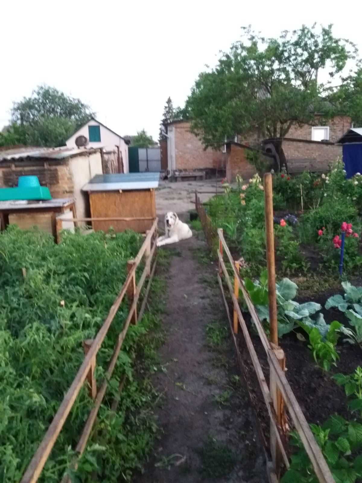 Будинок по вул. Набережна . Всі зручності. Ставок.