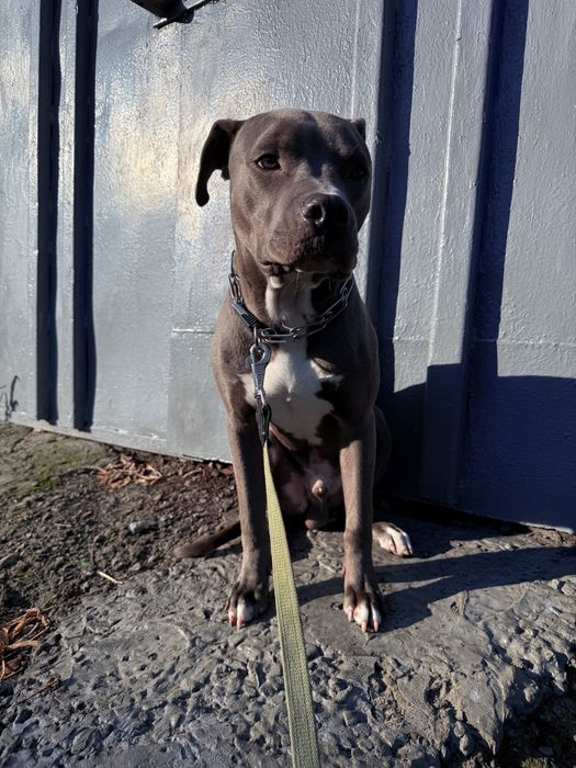 Американский стаффордширский терьер